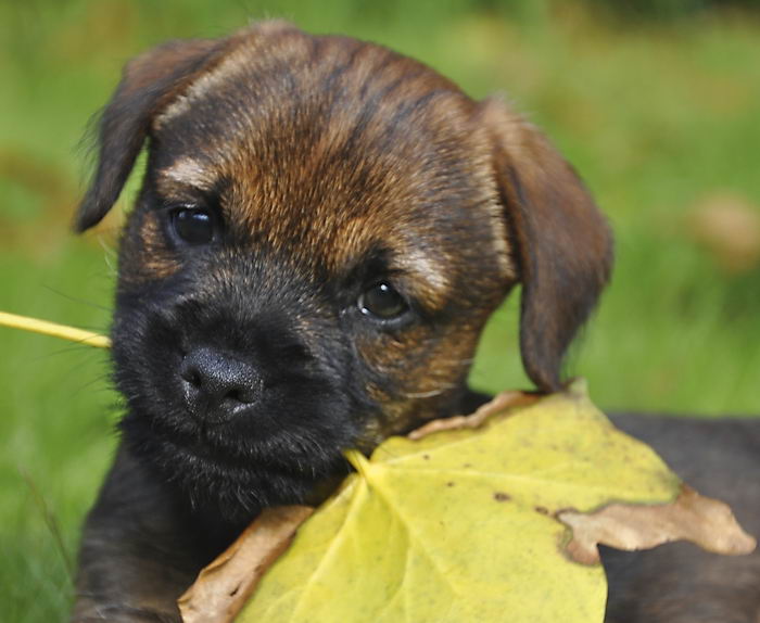 Бордер-терьер (Border Terrier)