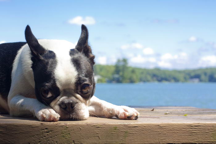 Бостон терьер (Boston Terrier)