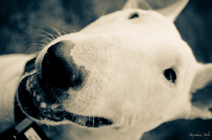 Бультерьер (Bull Terrier)