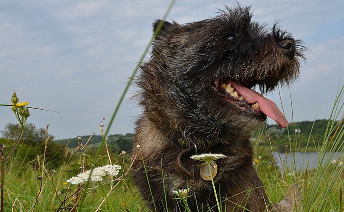 Керн-терьер (Cairn Terrier)