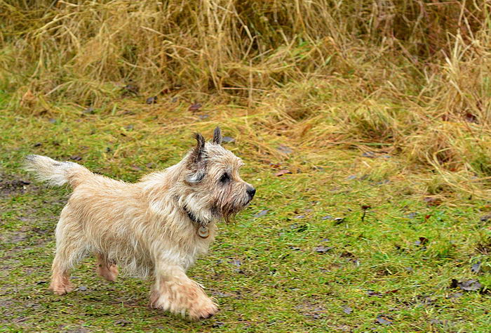 Керн-терьер (Cairn Terrier)