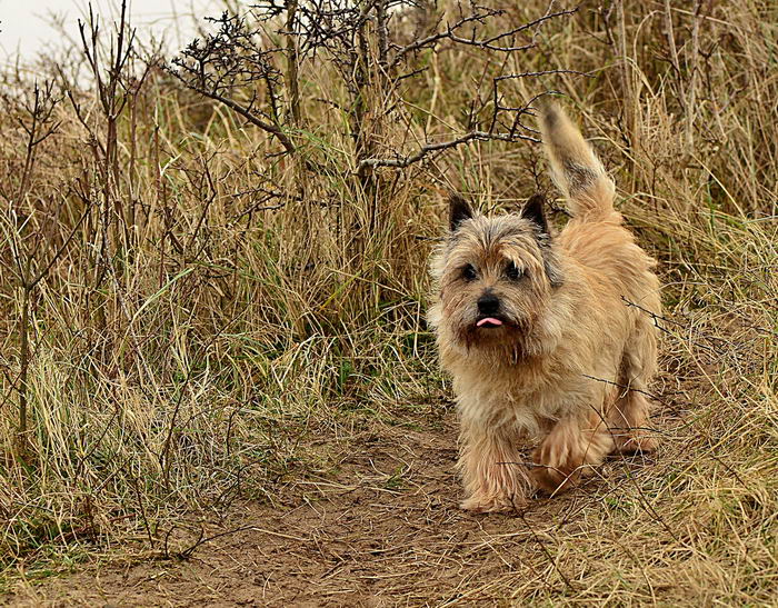 Керн-терьер (Cairn Terrier)