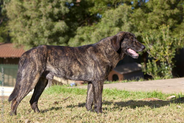 Као де Кастро Лаборейро (Castro Laboreiro Dog)