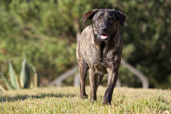 Као де Кастро Лаборейро (Castro Laboreiro Dog)