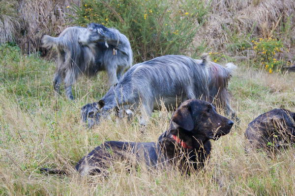 Као де Кастро Лаборейро (Castro Laboreiro Dog)