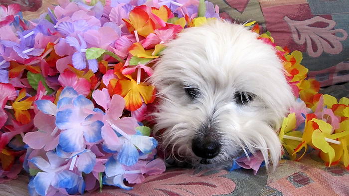 Которн де Тулеар или Тулеарская пуховка (Coton de Tulear)