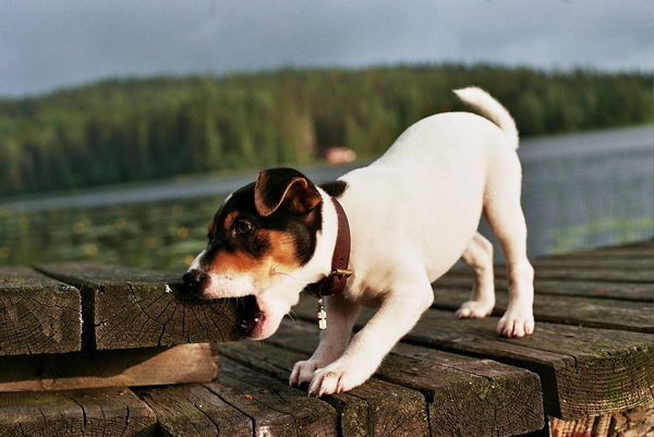 Датско-шведский гардхунд (Danish-Swedish Garhund)