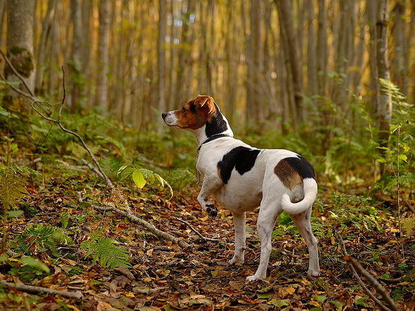 Датско-шведский гардхунд (Danish-Swedish Garhund)