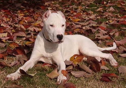 Порода собак Аргентинский дог (Dogo Argentino) - история и характеристики