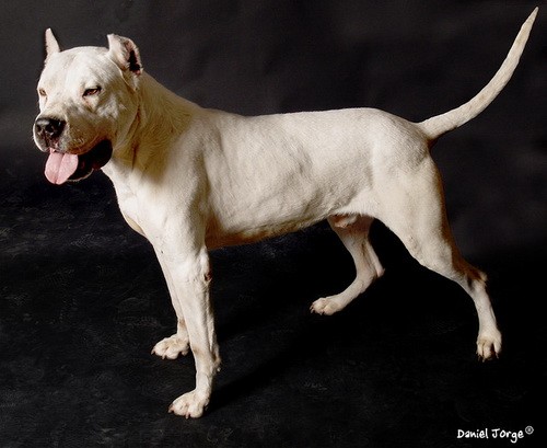 Порода собак Аргентинский дог (Dogo Argentino) - история и характеристики