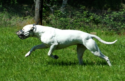 Порода собак Аргентинский дог (Dogo Argentino) - история и характеристики