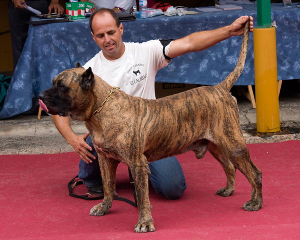 Канарский дог (Dogo Canario)