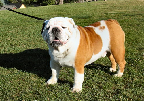 Английский бульдог - English bulldog