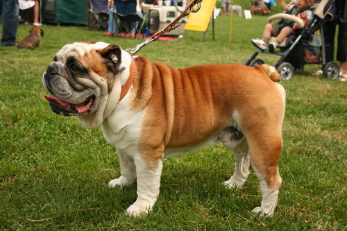 Английский бульдог - English bulldog