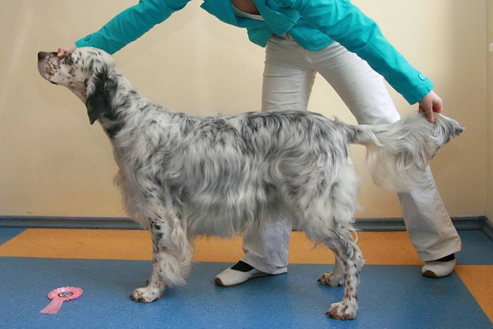 Английский сеттер (English Setter)