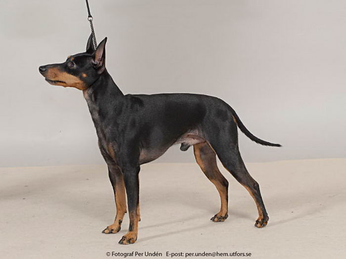 Английский той-терьер (English Toy Terrier (Black & Tan Terrier)