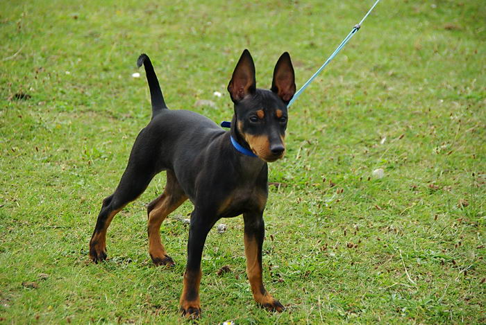 Английский той-терьер (English Toy Terrier (Black & Tan Terrier)