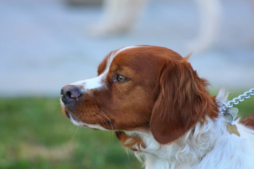 Порода собак Бретонский эпаньоль (Brittany Spaniel)