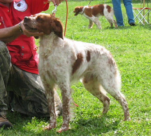 Порода собак Бретонский эпаньоль (Brittany Spaniel)