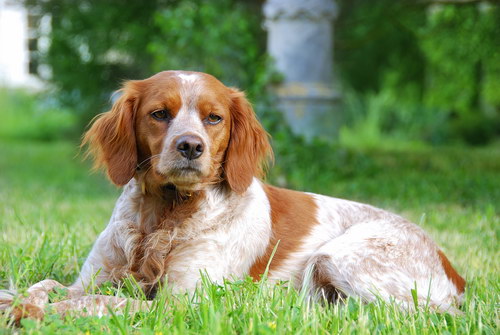 Порода собак Бретонский эпаньоль (Brittany Spaniel) - стремительность