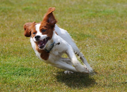 Порода собак Бретонский эпаньоль (Brittany Spaniel)