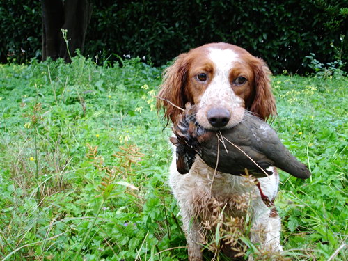 Порода собак Бретонский эпаньоль (Brittany Spaniel) - удачная охота