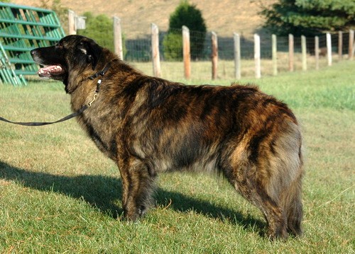 Эштрельская горная собака (Estrela mountain dog) - порода собак - описание