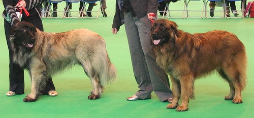 Эштрельская горная собака (Estrela mountain dog) - порода собак - описание