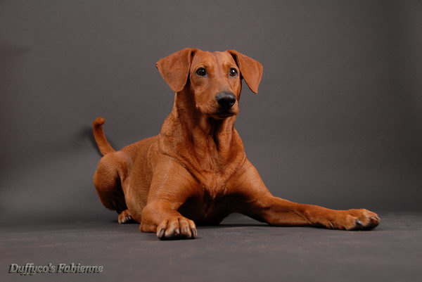 Немецкий пинчер (German (Deutscher) Pinscher