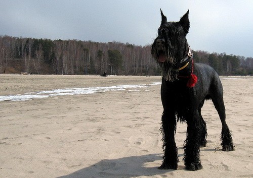 Порода собак Ризеншнауцер (Giant Schnauzer) - описание, характеристики