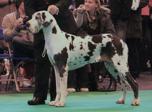 Немецкий дог (Great Dane)