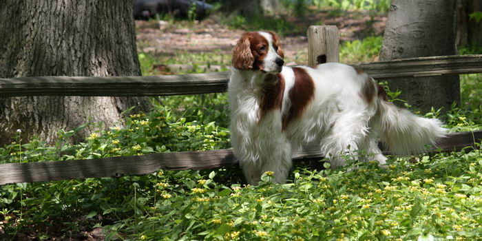 Ирландский красно-белый сеттер (Irish Red and White Setter)