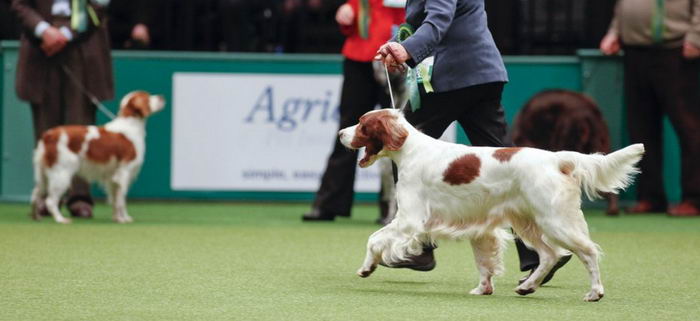 Ирландский красно-белый сеттер (Irish Red and White Setter)