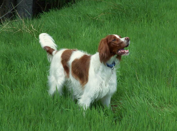 Ирландский красно-белый сеттер (Irish Red and White Setter)