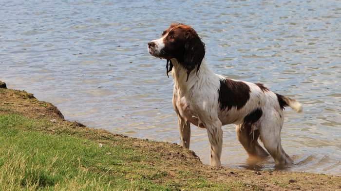 Ирландский красно-белый сеттер (Irish Red and White Setter)