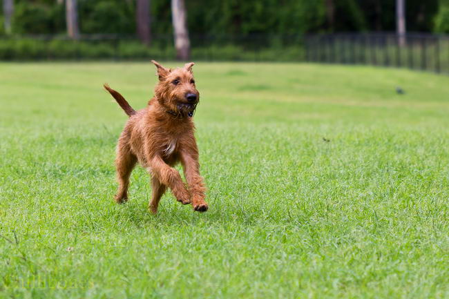 Ирландский терьер (Irish Terrier)