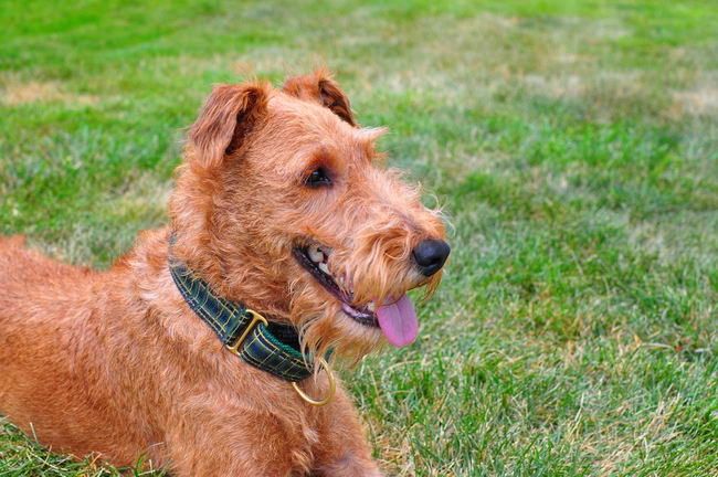 Ирландский терьер (Irish Terrier)