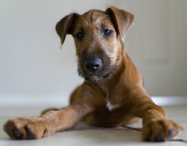 Ирландский терьер (Irish Terrier)