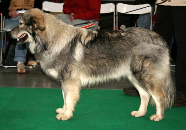 Карстская овчарка (Karst Sheepdog)