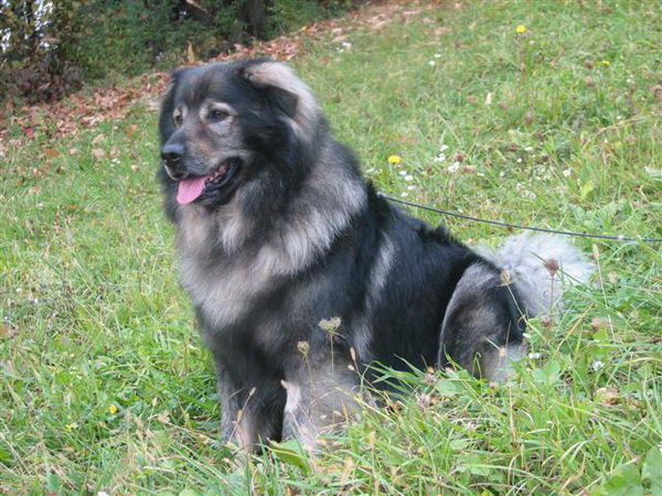 Карстская овчарка (Karst Sheepdog)