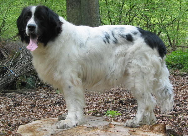 Ландсир (The Landseer)