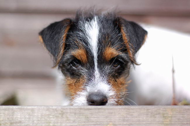 Парсон Рассел терьер (Parson Russell Terrier)