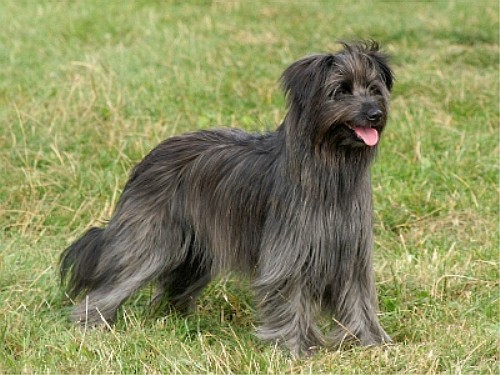 Пиренейская овчарка - Pyrenean Sheepdog