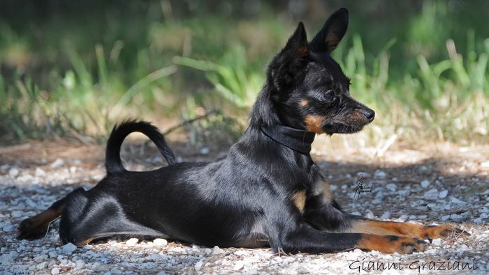 Русский той терьер (Russian Toy terrier)