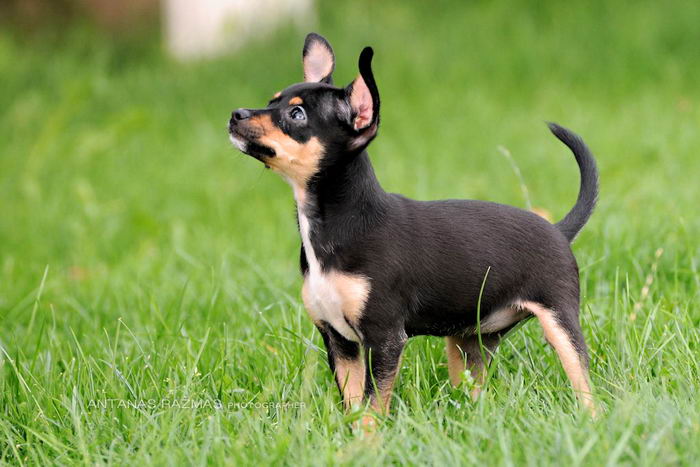 Русский той терьер (Russian Toy terrier)