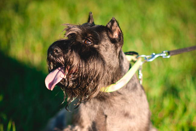 Шотландский терьер (Scottish Terrier)