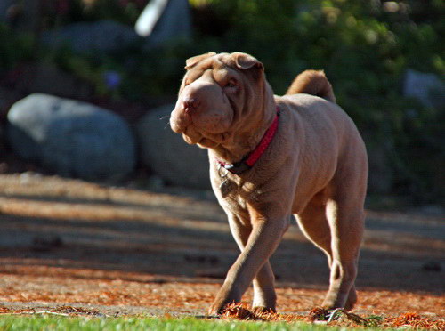 Порода собак Шарпей (Shar Pei)