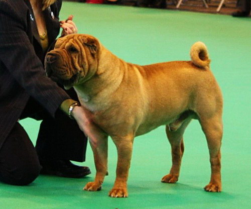 Порода собак Шарпей (Shar Pei)