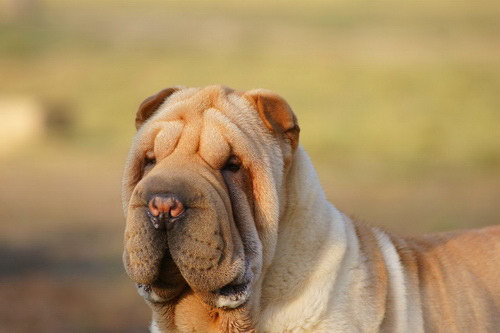 Порода собак Шарпей (Shar Pei)