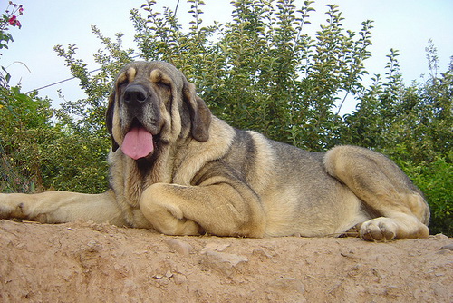 Испанский мастиф (Spanish Mastiff) - описание и рассказ о породе собак